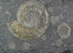 Wide Ammonite Plate (Harpoceras, Dactylioceras) - Germany #93241-1